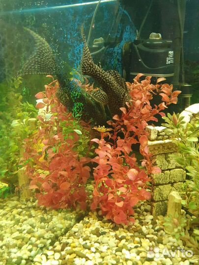 Аквариум Биодизайн Диарама с тумбой и фильтром