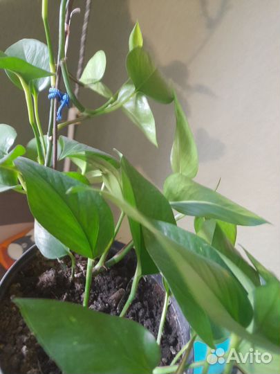 Спатифиллум