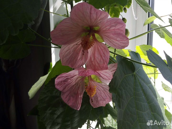 Абутилон домашний клен