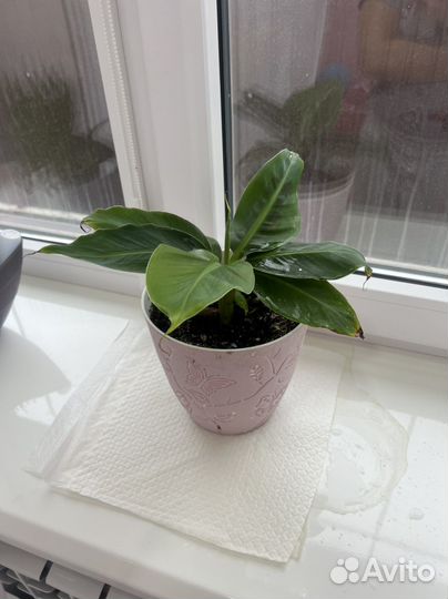 Банан киевский карлик