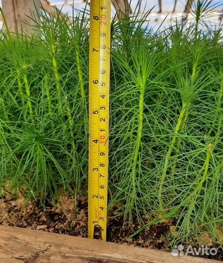 Саженцы хвойных растений