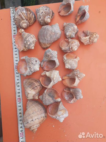 Морские ракушки