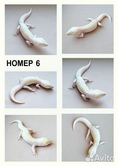 Эублефары купить взрослые