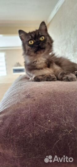 Ну очень красивая кошечка