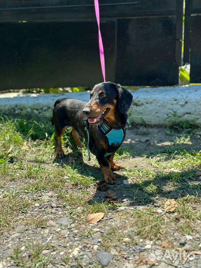 Таксик в добрые руки