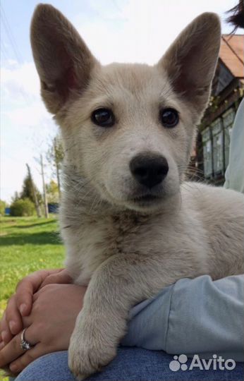 Щенок в добрые руки бесплатно девочка