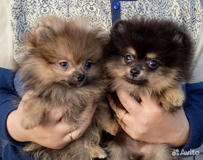 Щенки шпица