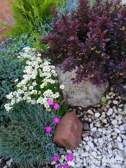 Растения для дачи