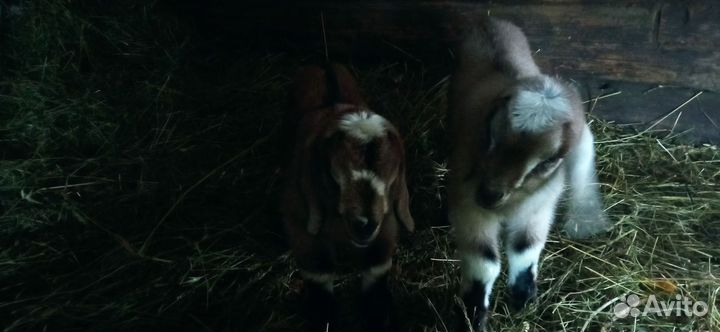 Нубийские козлята