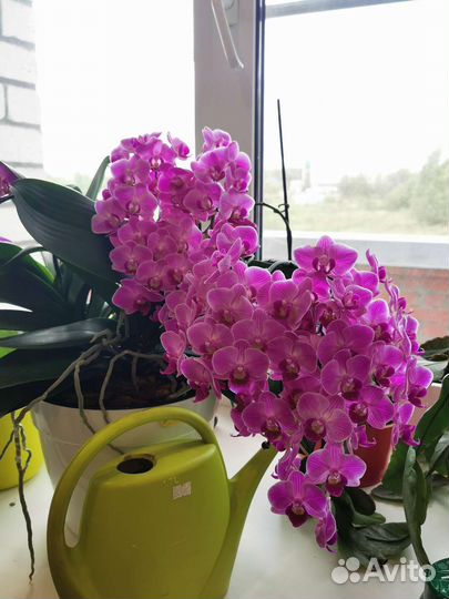 Комнатные растения пересадка