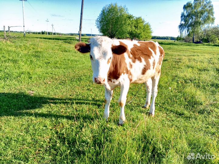 Продается телочка