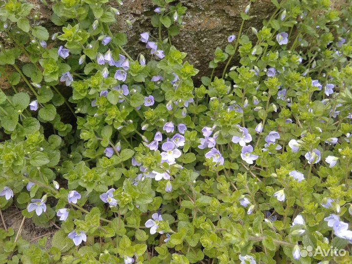 Вероника нитевидная. Почвокровник