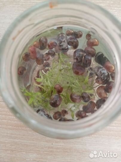 Улитки аквариумные ампулярии