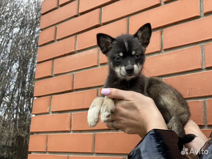 Аляскинский кли кай или помски