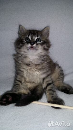 Котенок мальчик