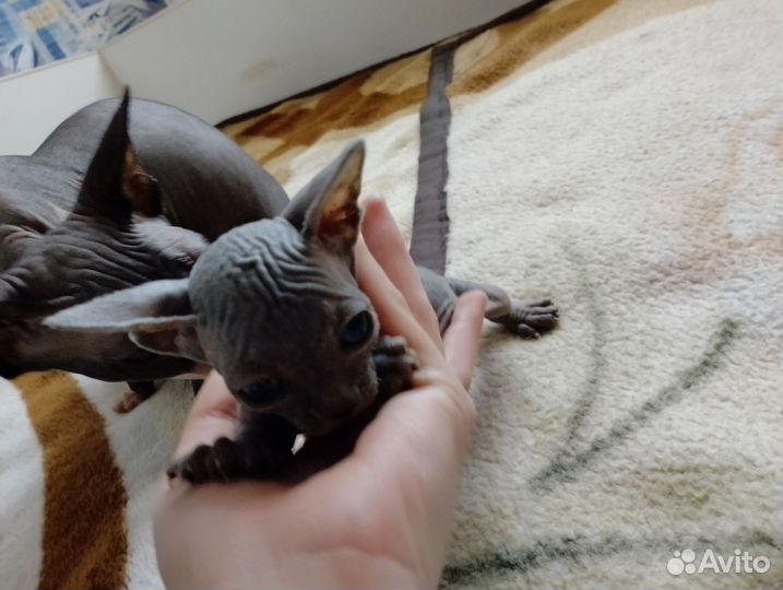 Кошки