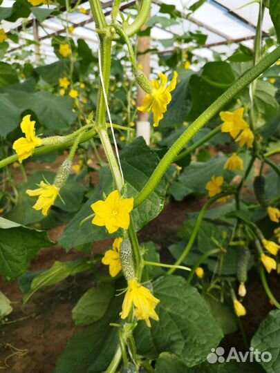 Огурцы свежие домашние