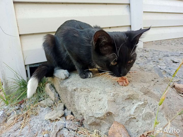 Отдам котенка в добрые руки