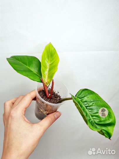 Филодендрон пинг тонг