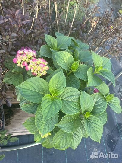 Гортензия рембрант дольче чик