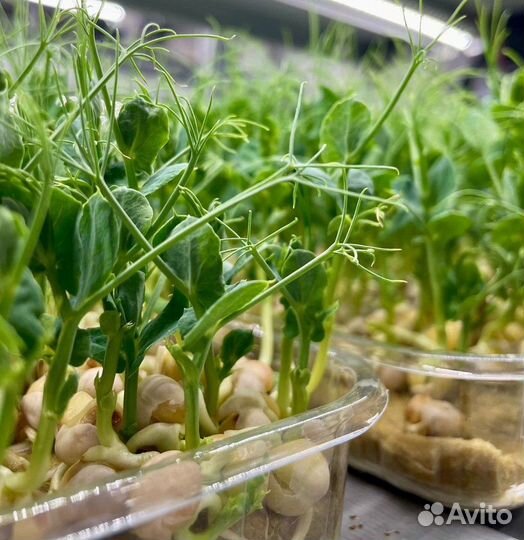 Микрозелень горох