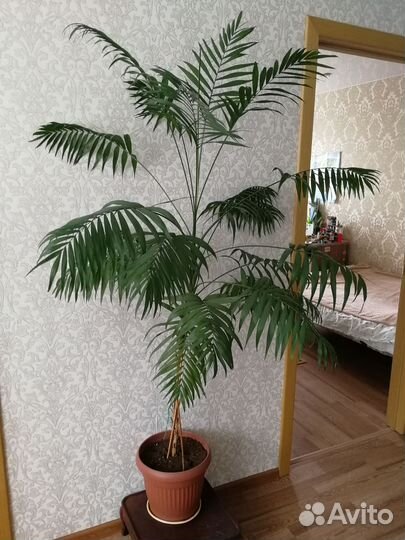 Пальма хамедорея