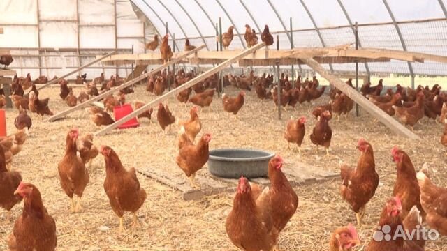 Куры несушки