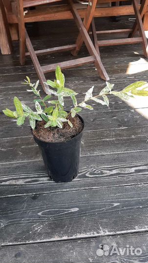 Японская Ива цельнолистная Хакура Нишики