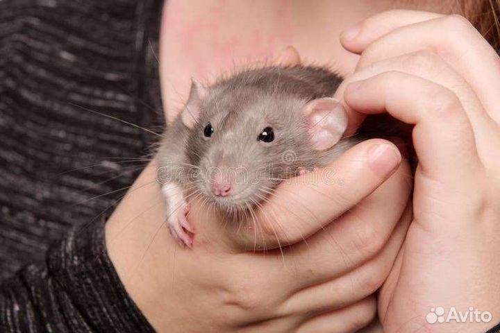 Передержка мелких животных