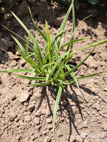 Осока декоративная (Морроу)