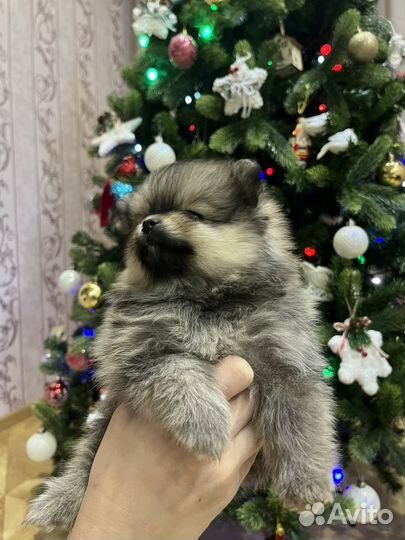 Щенки померанского шпица