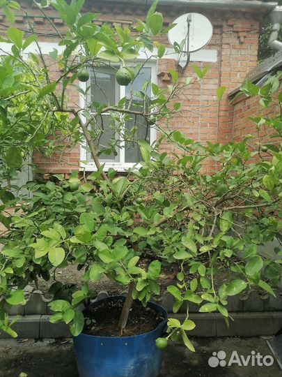 Лимонное дерево с плодами