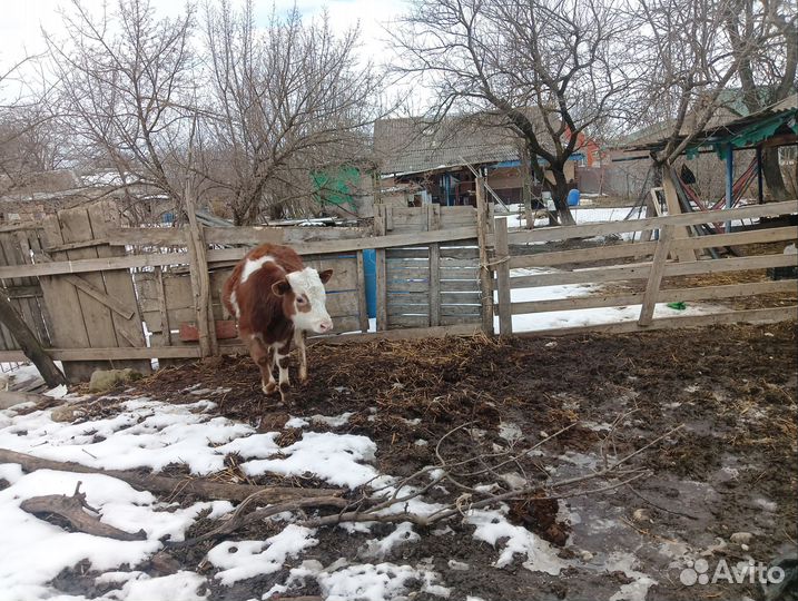 Два бычка и телька