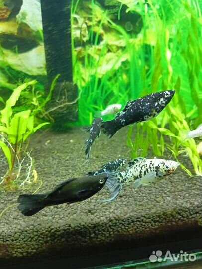 Украшение для аквариума