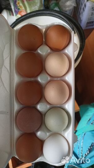 Инкубационное яйцо кур