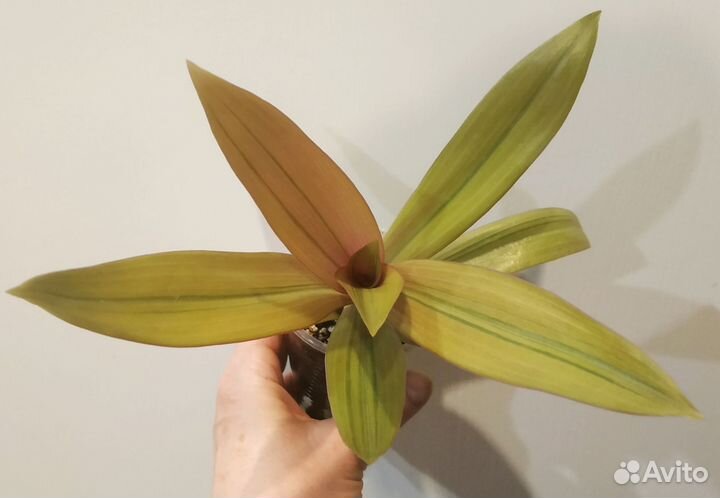 Спатифилум джемени