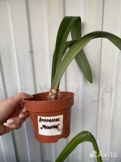 Амариллис Минерва