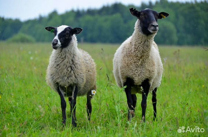 Продам овец