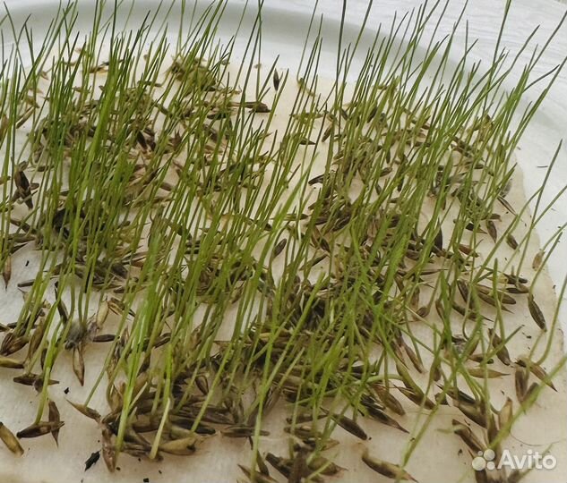 Овес, Пшеница, Люцерна в гранулах. Семена трав