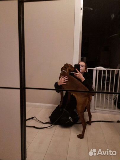 Выгул собак