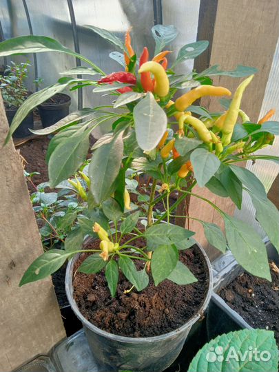 Комнатный перчик,помидорки,травы
