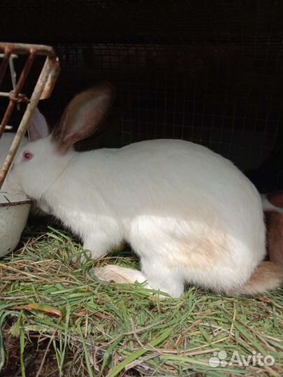 Немецкий строкач