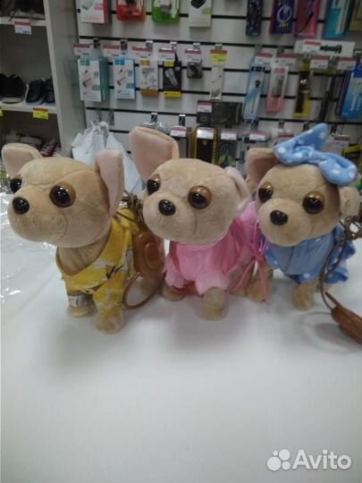 Собачка ходит на поводке