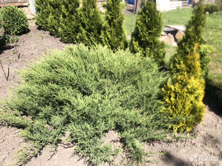 Саженцы можевельника