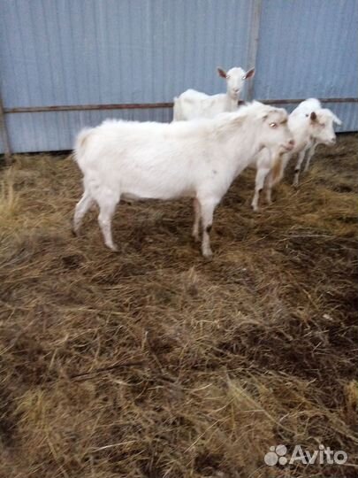 Козел ламанча