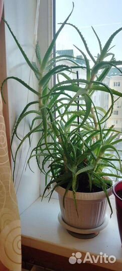 Комнатные цветы алоэ