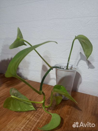 Сциндапсус