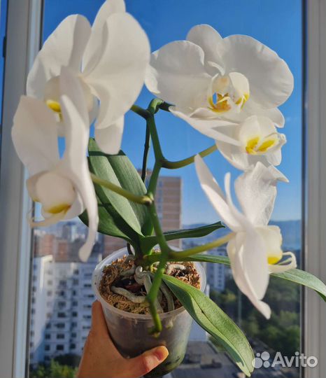 Орхидея фаленопсис пелорик трилипс 