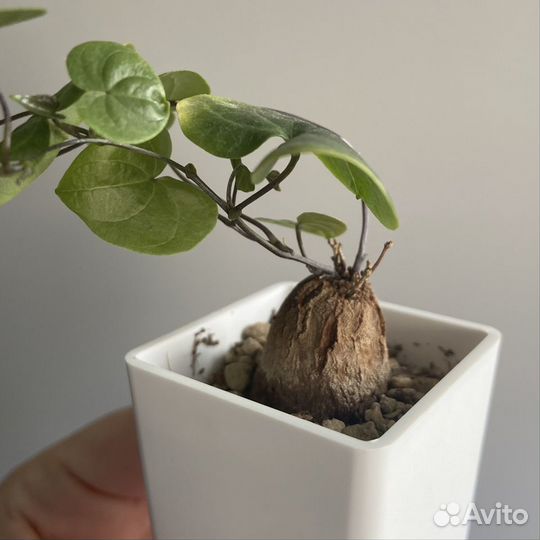 Dioscorea elephantipes