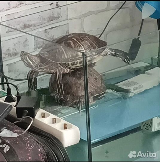 Красноухая черепаха